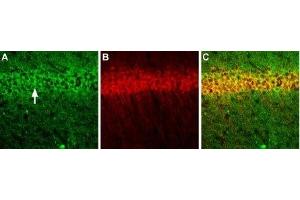 Multiplex staining of GluN1 and CALHM1 in mouse hippocampal CA1 region - Immunohistochemical staining of perfusion-fixed frozen mouse brain sections using Anti-NMDAR1 (GluN1) (extracellular) Antibody (ABIN7043242, ABIN7044322 and ABIN7044323), (1:200) and Anti-CALHM1-ATTO Fluor-594 Antibody (ABIN7043014), (1:60). (CALHM1 antibody  (Intracellular) (Atto 594))