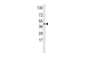 Western blot analysis of SKP2 Antibody (Center) (ABIN652442 and ABIN2842300) in Hela cell line lysates (35 μg/lane). (SKP2 antibody  (AA 156-185))