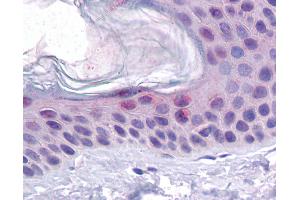 Immunohistochemistry with U20S/ PLKO cells tissue (p53 antibody  (N-Term))