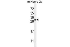 BHLHA15 Antibody (C-term) western blot analysis in mouse Neuro-2a cell line lysates (35µg/lane). (BHLHA15 antibody  (C-Term))