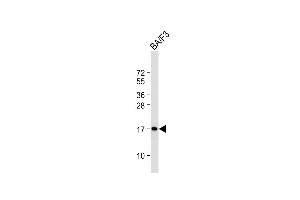 Anti-COXIV Antibody at 1:2000 dilution + BA/F3 whole cell lysate Lysates/proteins at 20 μg per lane. (COX IV antibody  (AA 49-83))
