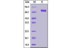 Cynomolgus Siglec-10, His Tag on  under reducing (R) condition.