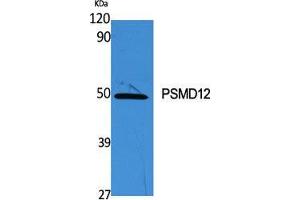 Western Blot (WB) analysis of specific cells using PSMD12 Polyclonal Antibody. (PSMD12 antibody  (Internal Region))