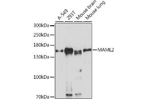 Western blot analysis of extracts of various cell lines, using M Rabbit pAb (ABIN7268410) at 1:1000 dilution. (MAML2 antibody  (AA 750-850))