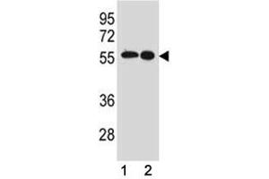 Src antibody western blot analysis in (1) MCF-7 and (2) A431 lysate