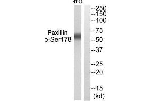 Western Blotting (WB) image for anti-Paxillin (PXN) (pSer178) antibody (ABIN1847704) (Paxillin antibody  (pSer178))