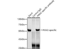 Immunoprecipitation analysis of 300 μg extracts of HeLa cells using 3 μg PKM2-specific antibody (ABIN7269779). (PKM2 antibody)