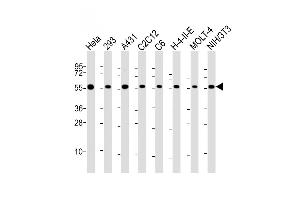 All lanes : Anti-RAD21 Antibody (C-Term) at 1:2000 dilution Lane 1: Hela whole cell lysate Lane 2: 293 whole cell lysate Lane 3: A431 whole cell lysate Lane 4: C2C12 whole cell lysate Lane 5: C6 whole cell lysate Lane 6: H-4-II-E whole cell lysate Lane 7: MOLT-4 whole cell lysate Lane 8: NIH/3T3 whole cell lysate Lysates/proteins at 20 μg per lane. (RAD21 antibody  (AA 501-535))