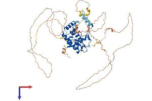 NFIB Protein (AA 1-570) (His tag)