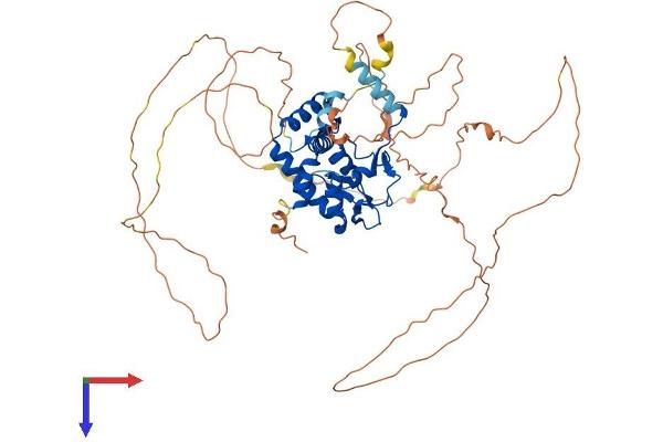 NFIB Protein (AA 1-570) (His tag)