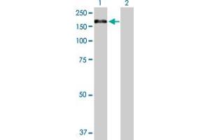 Western Blot analysis of XPO5 expression in transfected 293T cell line by XPO5 MaxPab polyclonal antibody. (XPO5 antibody  (AA 1-1204))
