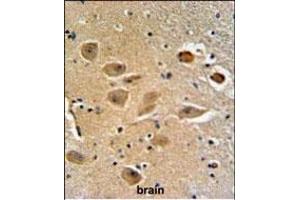 MILK2 Antibody (C-term) (ABIN651094 and ABIN2840068) IHC analysis in formalin fixed and paraffin embedded human brain tissue followed by peroxidase conjugation of the secondary antibody and DAB staining. (MICALL2 antibody  (C-Term))