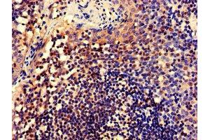 IHC image of ABIN7148735 diluted at 1:600 and staining in paraffin-embedded human tonsil tissue performed on a Leica BondTM system. (CELF2 antibody  (AA 291-381))