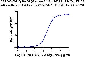 Immobilized SARS-CoV-2 Spike S1 (Gamma P. (SARS-CoV-2 Spike S1 Protein (P.1 - gamma) (His tag))
