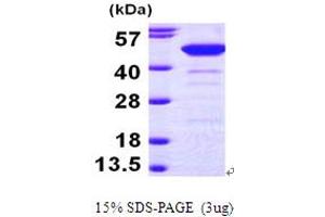 SDS-PAGE (SDS) image for Neutrophil Cytosol Factor 1 (NCF1) (AA 1-390) protein (His tag) (ABIN7279100)