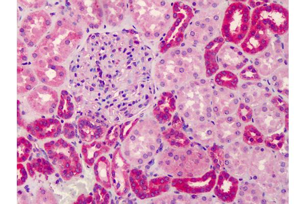 GRTP1 antibody  (N-Term)