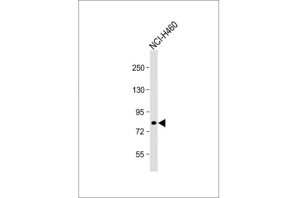 CASC3 antibody  (AA 159-188)