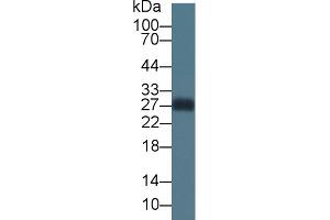 Western Blotting (WB) image for anti-Apolipoprotein A-I (APOA1) (AA 25-265) antibody (ABIN7427363)