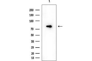 anti-Armadillo Repeat Containing 9 (ARMC9) antibody