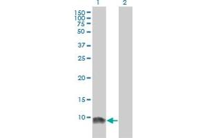 Western Blot analysis of LSM6 expression in transfected 293T cell line by LSM6 monoclonal antibody (M01), clone 4B5-1B10. (LSM6 antibody  (AA 1-80))