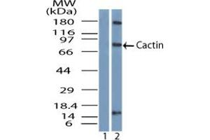 Image no. 2 for anti-Cactin, Spliceosome C Complex Subunit (CACTIN) (AA 460-510) antibody (ABIN960103)