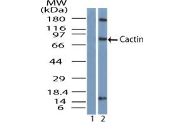CACTIN anticorps  (AA 460-510)