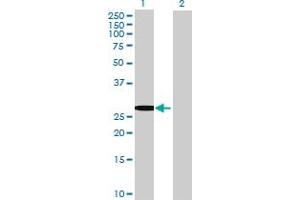 Western Blot analysis of TSSK6 expression in transfected 293T cell line by TSSK6 MaxPab polyclonal antibody. (TSSK6 antibody  (AA 1-273))