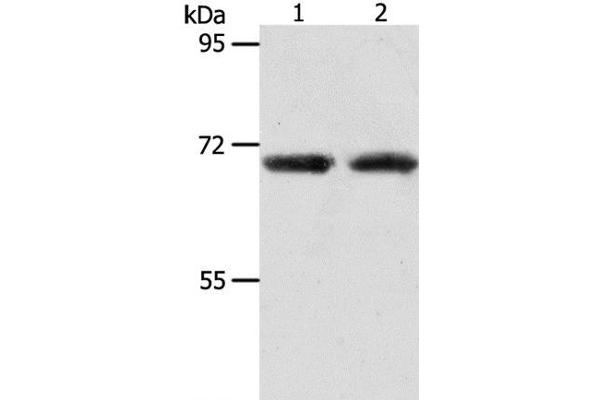 ACOT11 antibody