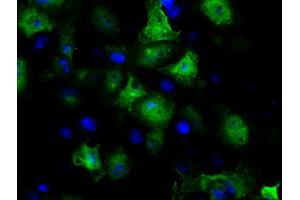 Anti-GBE1 mouse monoclonal antibody (ABIN2453068) immunofluorescent staining of COS7 cells transiently transfected by pCMV6-ENTRY GBE1 (RC204152). (GBE1 antibody)