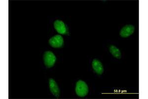 Immunofluorescence of purified MaxPab antibody to ARL6IP4 on HeLa cell. (ARL6IP4 antibody  (AA 1-360))