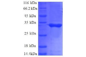 SDS-PAGE (SDS) image for RL34 (AA 1-46), (full length) protein (GST tag) (ABIN5712620) (RL34 (AA 1-46), (full length) protein (GST tag))