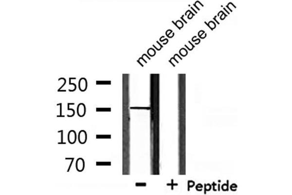 USP42 antibody  (Internal Region)