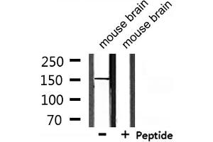Western blot analysis of extracts from mouse brain, using USP42 Antibody.