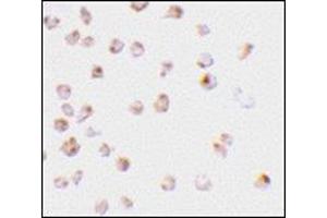 Immunocytochemistry staining of Raji cells using AP30547PU-N at 2 μg/ml.