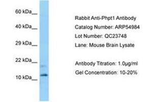 Image no. 1 for anti-phosphohistidine Phosphatase 1 (PHPT1) (AA 69-118) antibody (ABIN6749932) (PHPT1 antibody  (AA 69-118))