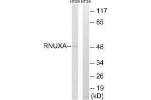 Western Blotting (WB) image for anti-phosphorylated Adaptor For RNA Export (PHAX) (Internal Region) antibody (ABIN1852058)
