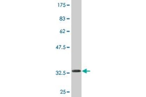 NAT14 antibody  (AA 1-56)