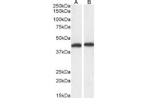 ABIN185399 (0. (ERK1 antibody  (N-Term))