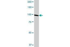 XPOT MaxPab polyclonal antibody. (XPOT antibody  (AA 1-962))