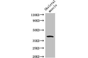 Western Blot Positive WB detected in: Mouse skeletal muscle tissue All lanes: WISP1 antibody at 2. (WISP1 antibody  (AA 130-251))