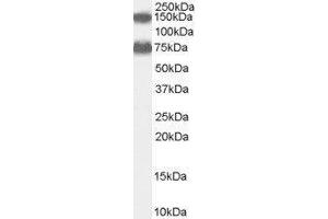 Western Blotting (WB) image for Acyl-CoA Oxidase 2, Branched Chain (Acox2) peptide (ABIN369198) (Acyl-CoA Oxidase 2, Branched Chain (Acox2) Peptide)