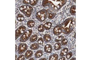 Immunohistochemical staining (Formalin-fixed paraffin-embedded sections) of human duodenum shows strong cytoplasmic positivity in glandular cells. (AFG3L2 antibody  (AA 503-649))
