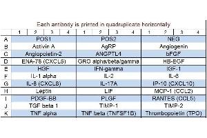 Image no. 1 for Human Angiogenesis Array Q2 (ABIN625704) (Human Angiogenesis Array Q2)