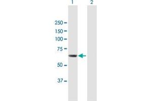 Western Blot analysis of CDADC1 expression in transfected 293T cell line by CDADC1 MaxPab polyclonal antibody.