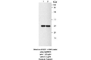 Image no. 1 for anti-NAD(P)H Dehydrogenase, Quinone 1 (NQO1) antibody (ABIN363232) (NQO1 antibody)