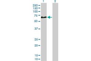 Western Blot analysis of CFHR5 expression in transfected 293T cell line by CFHR5 MaxPab polyclonal antibody. (CFHR5 antibody  (AA 1-569))