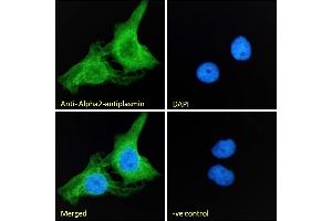 Immunofluorescence (IF) image for anti-Alpha2 Antiplasmin (SERPINF2) (Internal Region) antibody (ABIN334343)