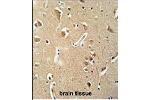 CILP2 antibody (Center) (ABIN652088 and ABIN2840543) immunohistochemistry analysis in formalin fixed and paraffin embedded human brain tissue followed by peroxidase conjugation of the secondary antibody and DAB staining. (Cilp2 antibody  (AA 825-852))