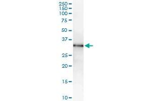 Immunoprecipitation of MPZL1 transfected lysate using anti-MPZL1 MaxPab rabbit polyclonal antibody and Protein A Magnetic Bead , and immunoblotted with MPZL1 purified MaxPab mouse polyclonal antibody (B01P) . (MPZL1 antibody  (AA 1-269))