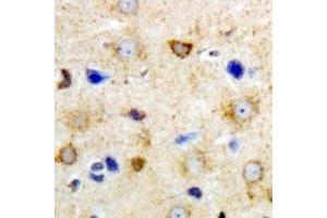 Immunohistochemical analysis of GrpEL2 staining in mouse brain formalin fixed paraffin embedded tissue section. (GRPEL2 antibody)